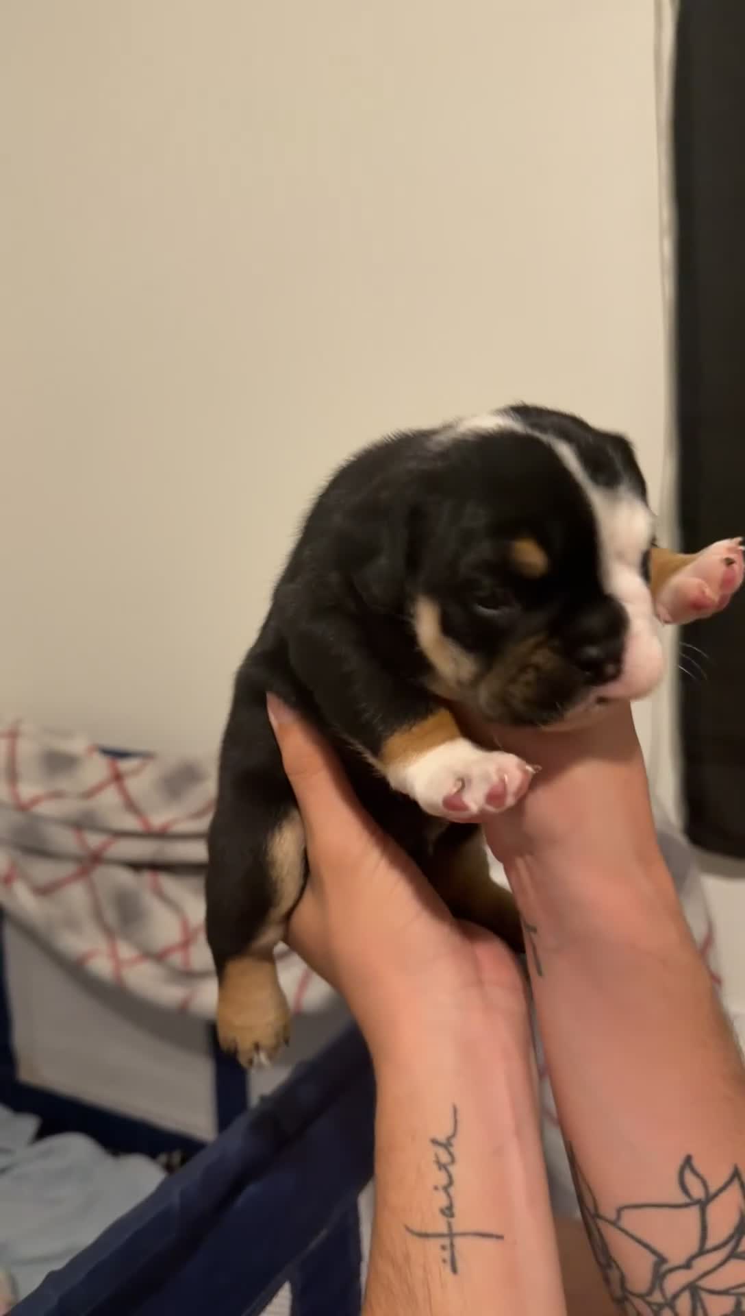 English Bulldog dogs for sale: Male Black Tri - Video 3