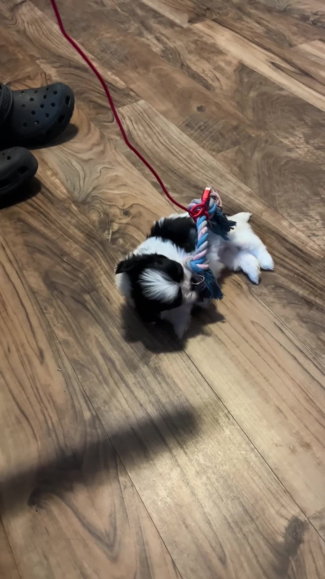 Shih Tzu dogs for sale: Duke - Video 1