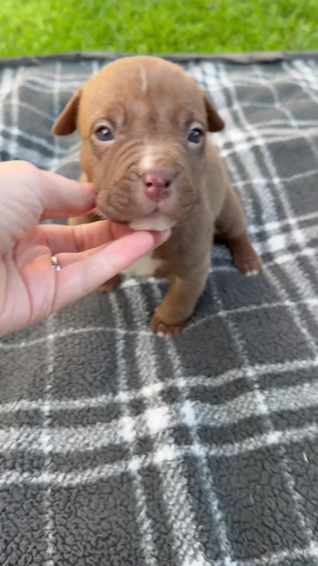 American Bully dogs for sale: Floki - Video 1