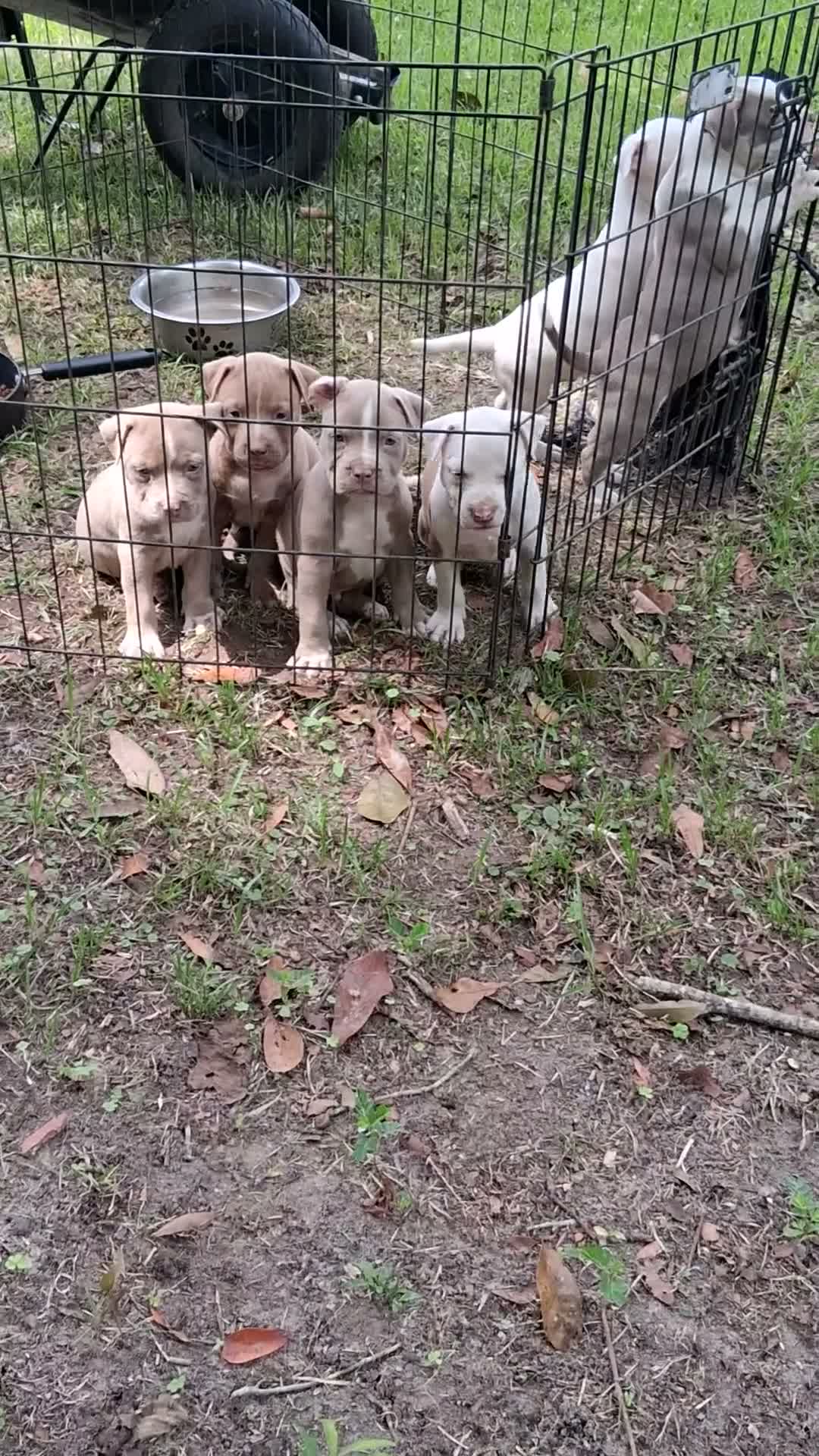 American Bully dogs for sale: American Bully 2 - Video 1