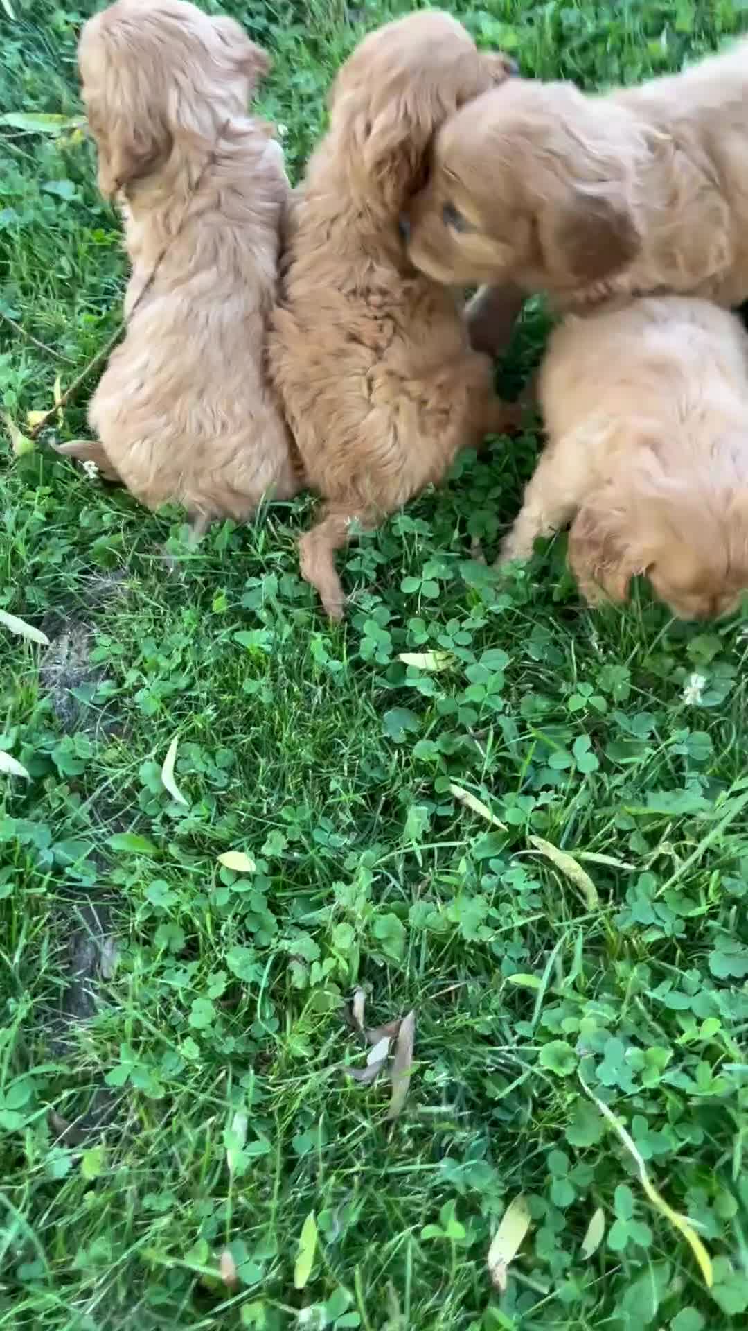 Mixed Breed dogs for sale: Royal - Video 2