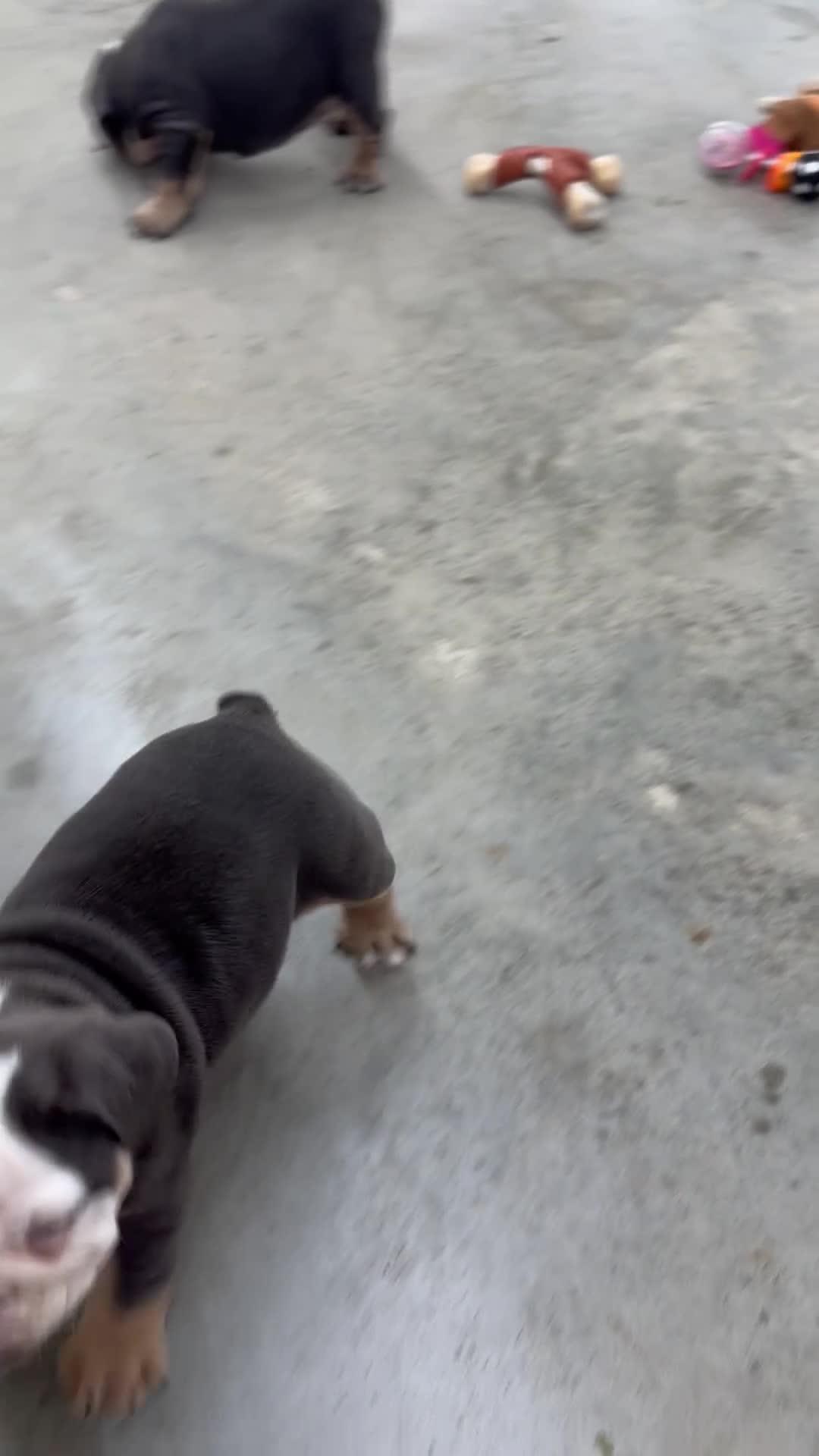 English Bulldog dogs for sale: Macy - Video 1