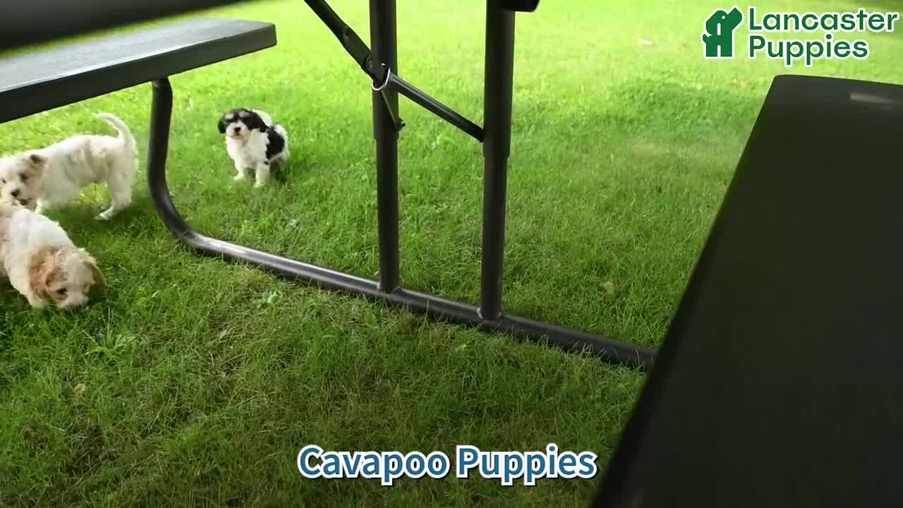 Cavapoo dogs for sale: Monty - Video 1