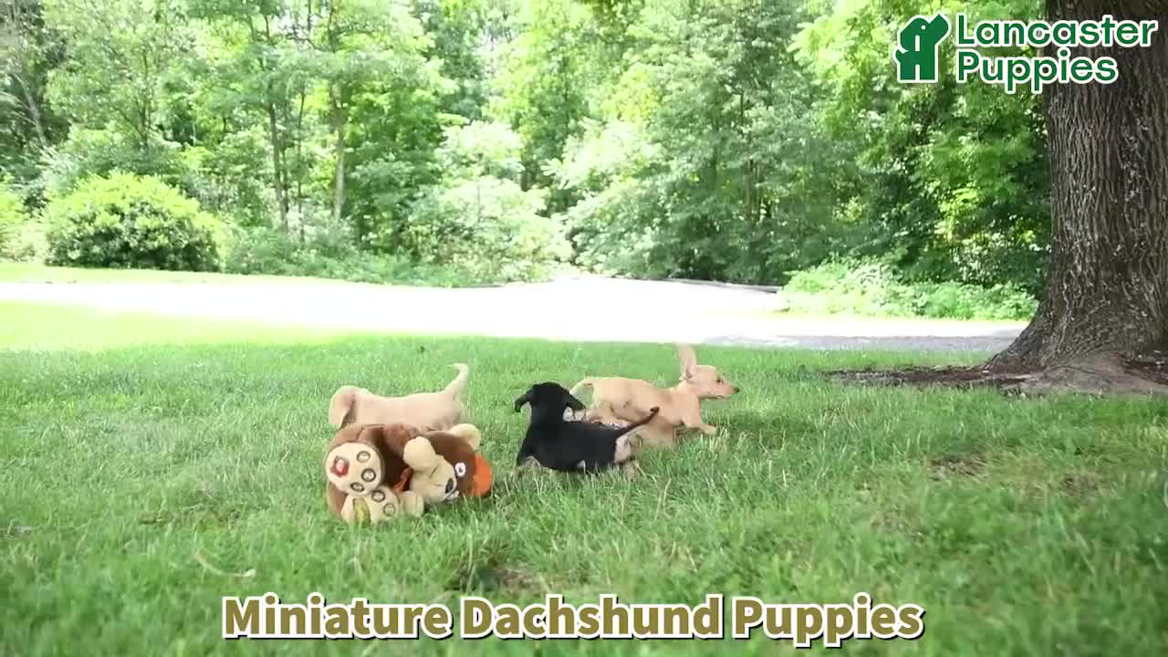 Dachshund dogs for sale: Perry - Video 1