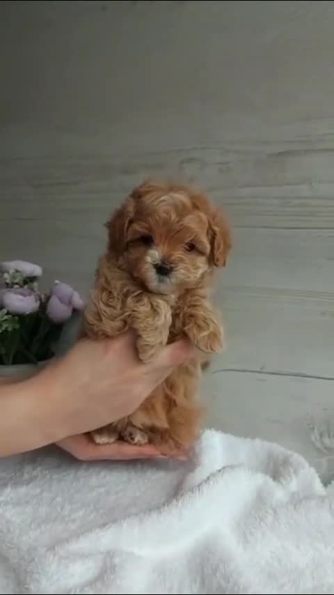 Maltipoo dogs for sale: Bill - Video 1