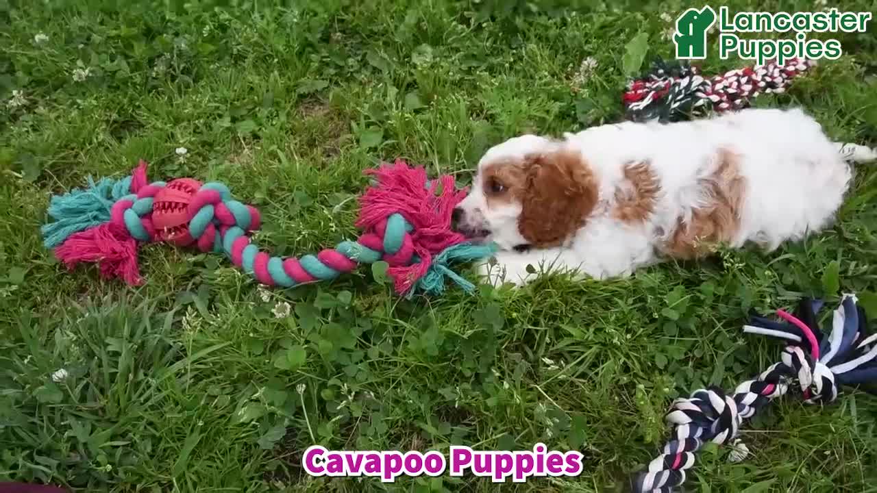 Cavapoo dogs for sale: Austin - Video 1