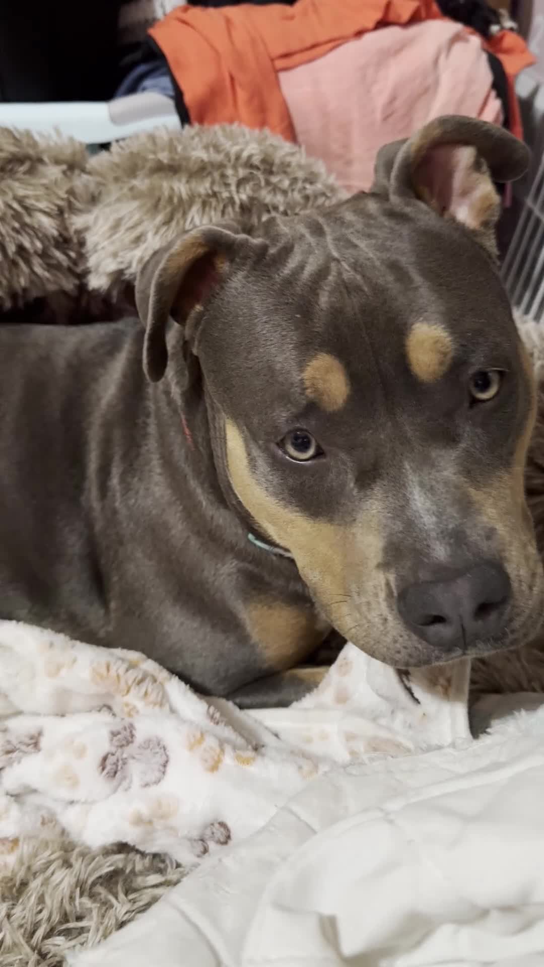 American Bully dogs for sale: American Bully Puppy 3 - Video 1