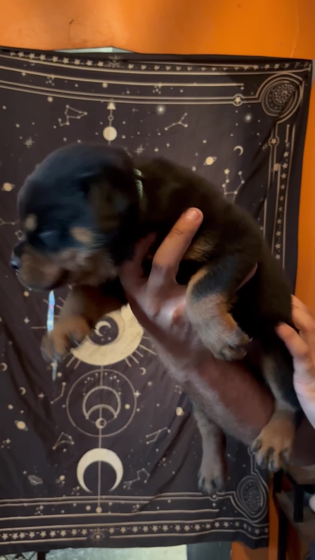 Rottweiler dogs for sale: Rottweiler 3 - Video 1