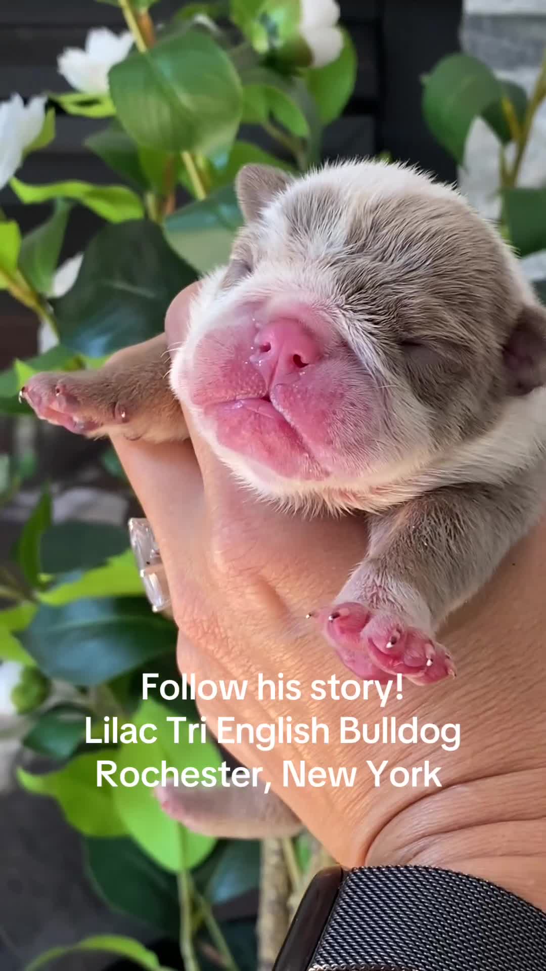English Bulldog dogs for sale: Dicky - Video 1