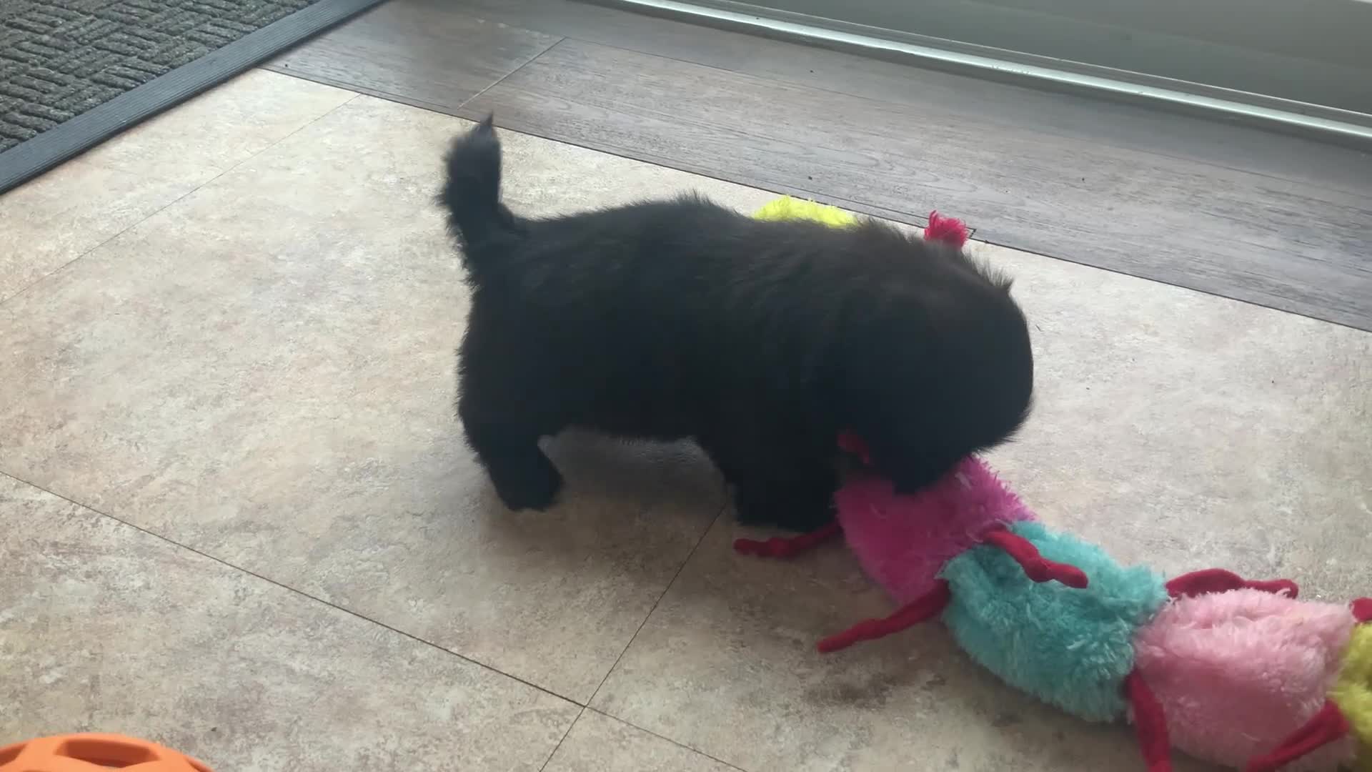 Shih Tzu dogs for sale: Midnight - Video 1