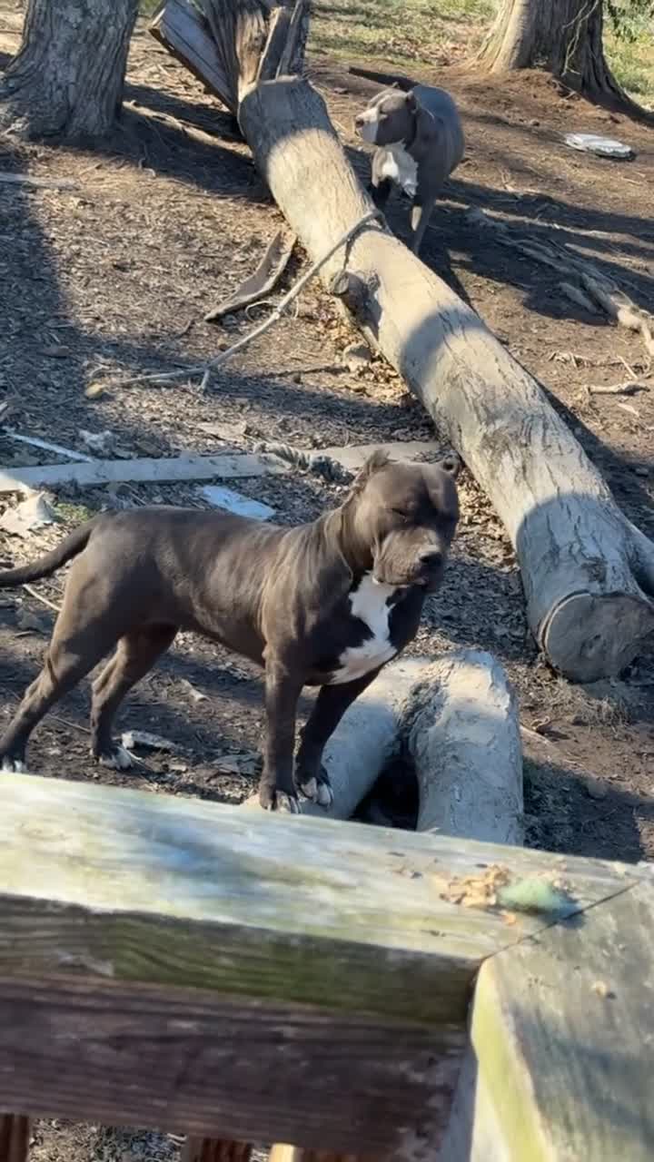 American Bully dogs for sale: American Bully 9 - Video 1