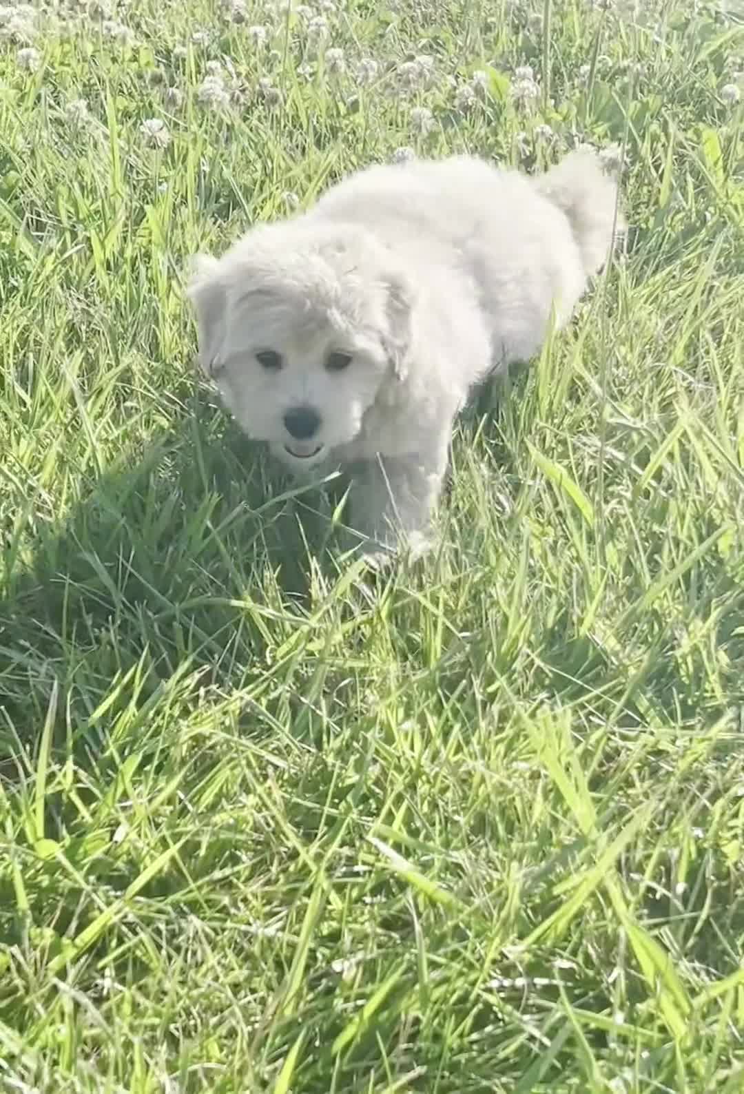 Maltipoo dogs for sale: banks - Video 1