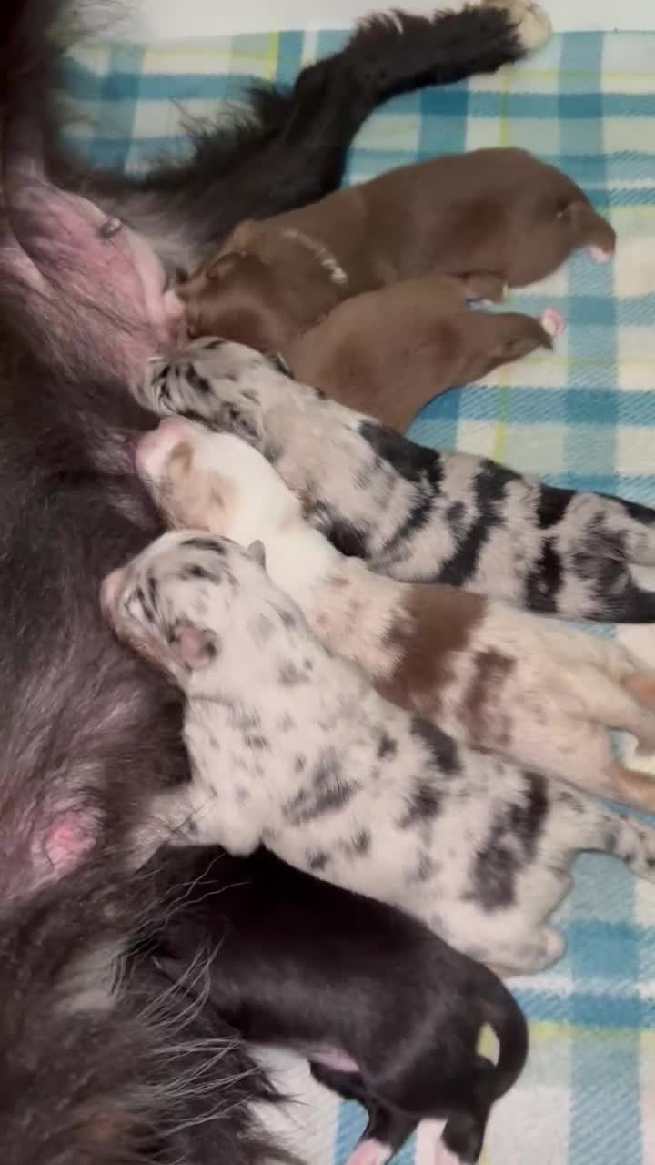 Australian Shepherd dogs for sale: Hank jr. - Video 1