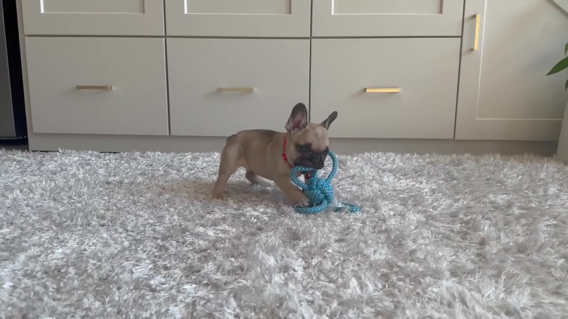 French Bulldog dogs for sale: Ricky - Video 1