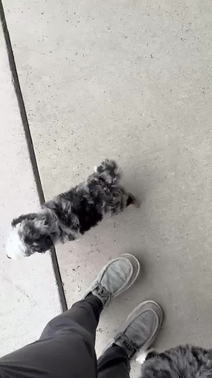 Mini Bernedoodle dogs for sale: Bailey - Video 4