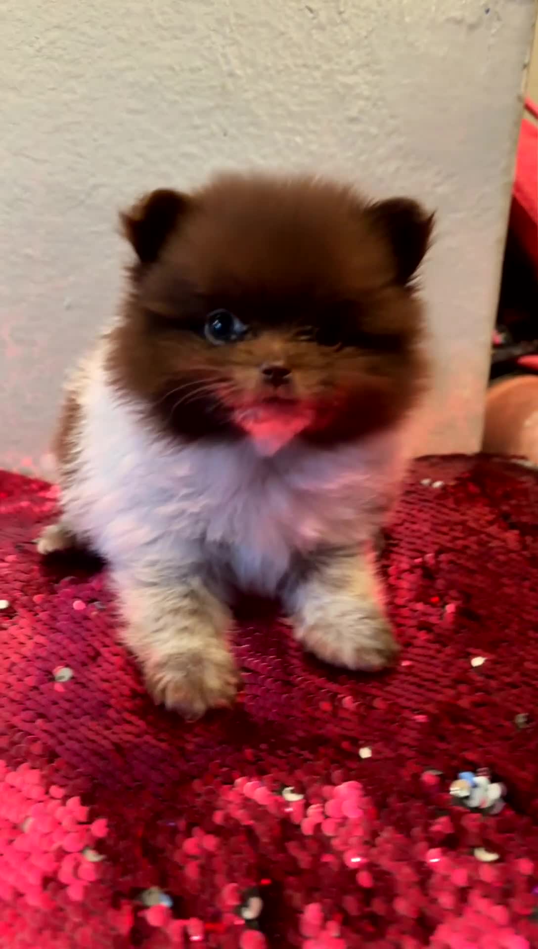 Pomeranian dogs for sale: Pomeranian 2 - Video 1