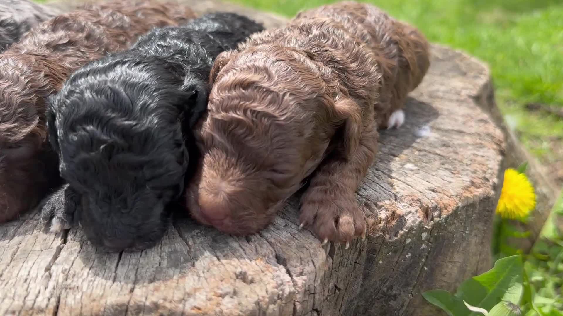 Toy Poodle dogs for sale: Camilla - Video 1