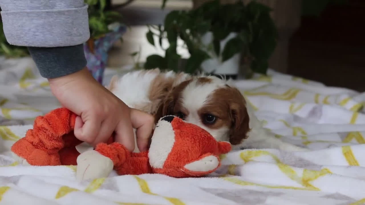 Cavalier King Charles Spaniel dogs for sale: Willow - Video 1