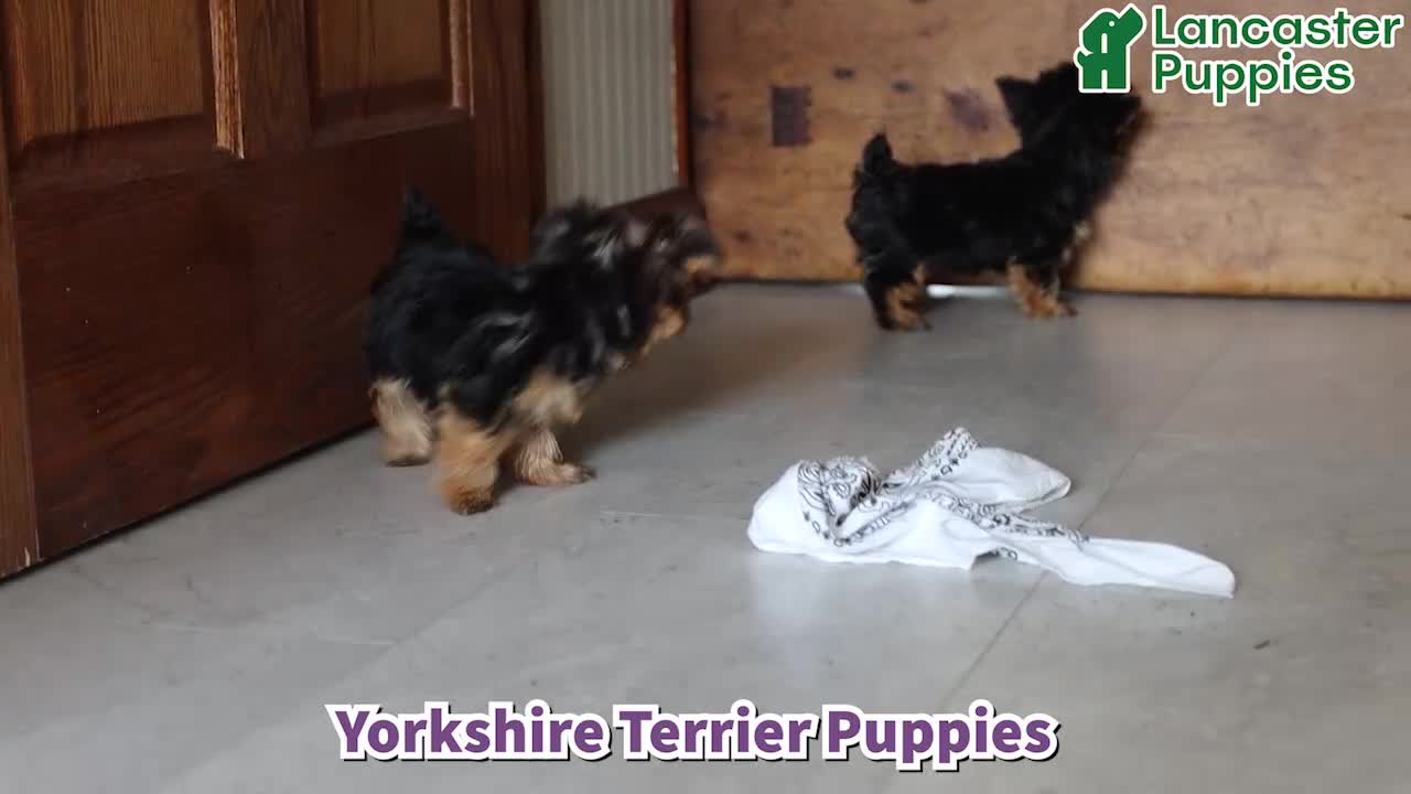 Yorkshire Terrier dogs for sale: Buddy - Video 1