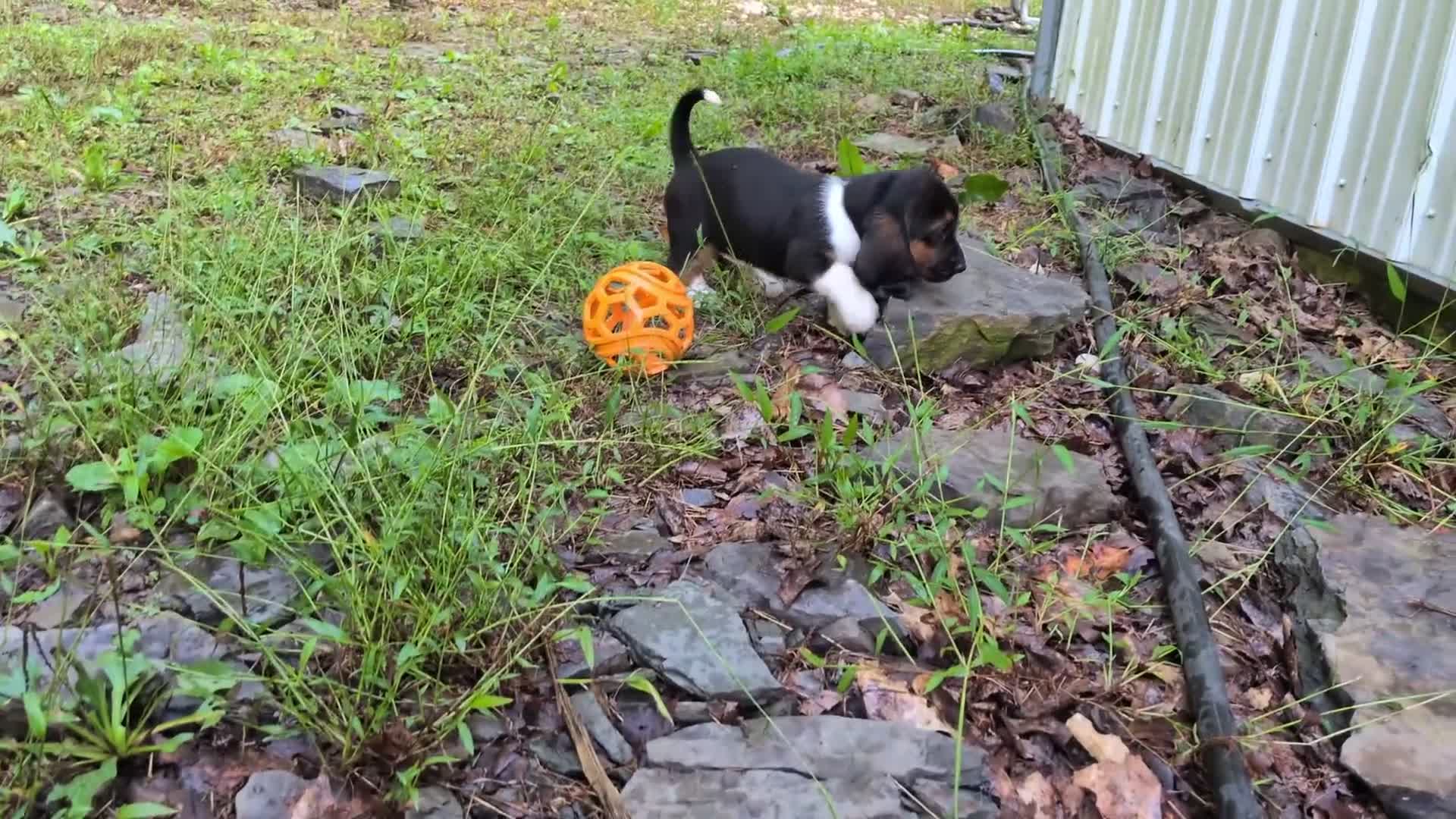 Basset Hound dogs for sale: Honey - Video 2
