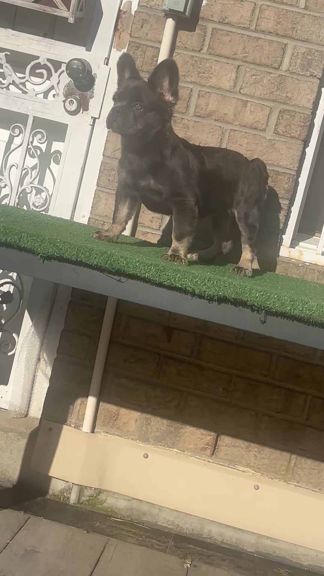 French Bulldog dogs for sale: French Bulldog 1 - Video 1