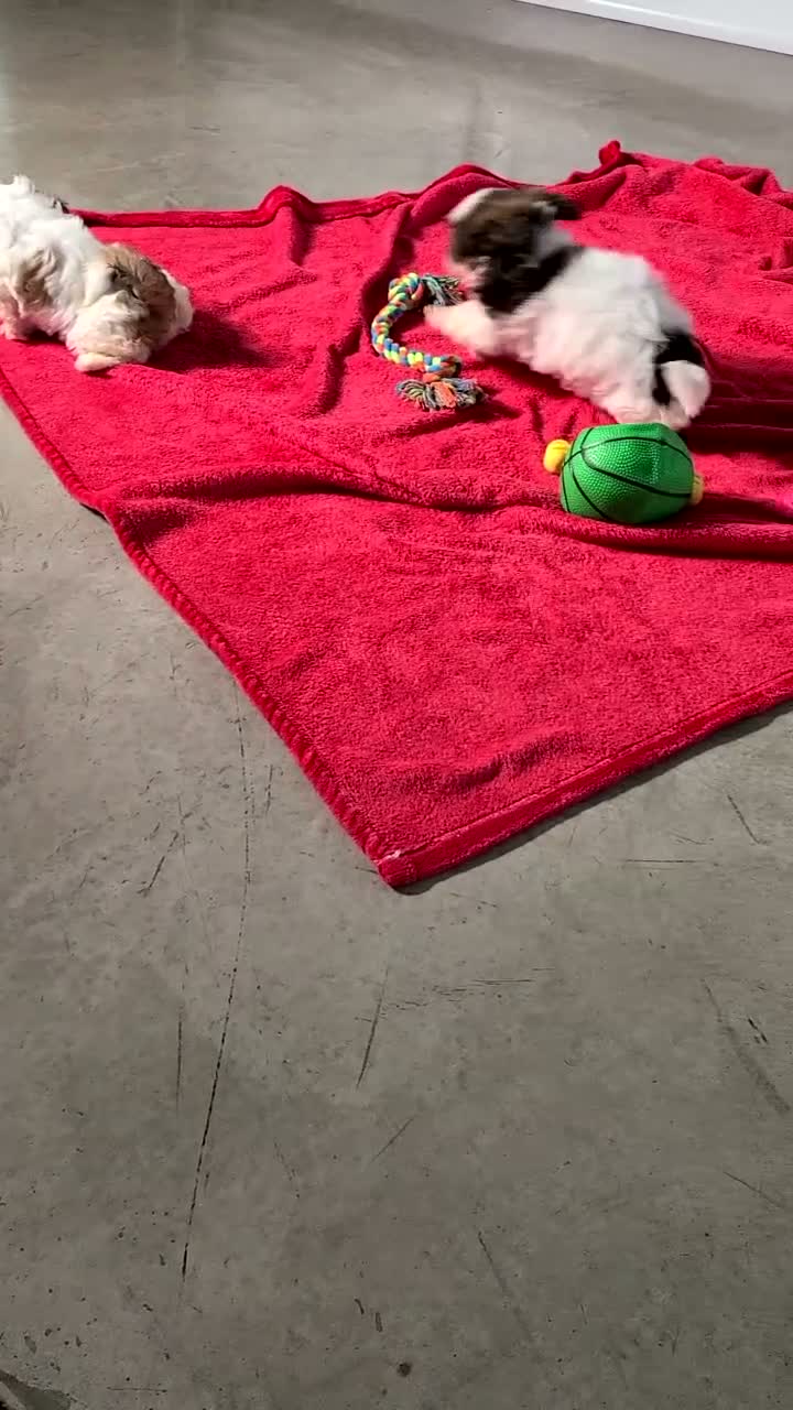 Shih Tzu dogs for sale: Jake  - Video 1