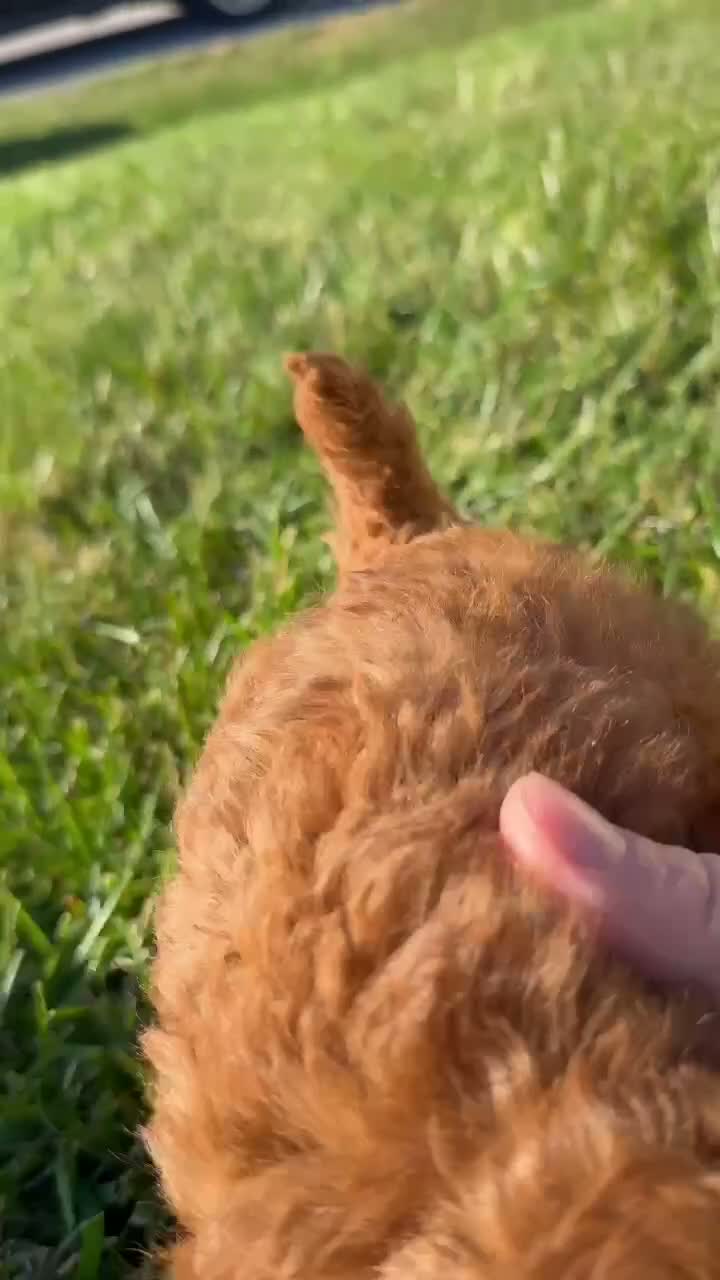 Bichpoo dogs for sale: Vinny - Video 2