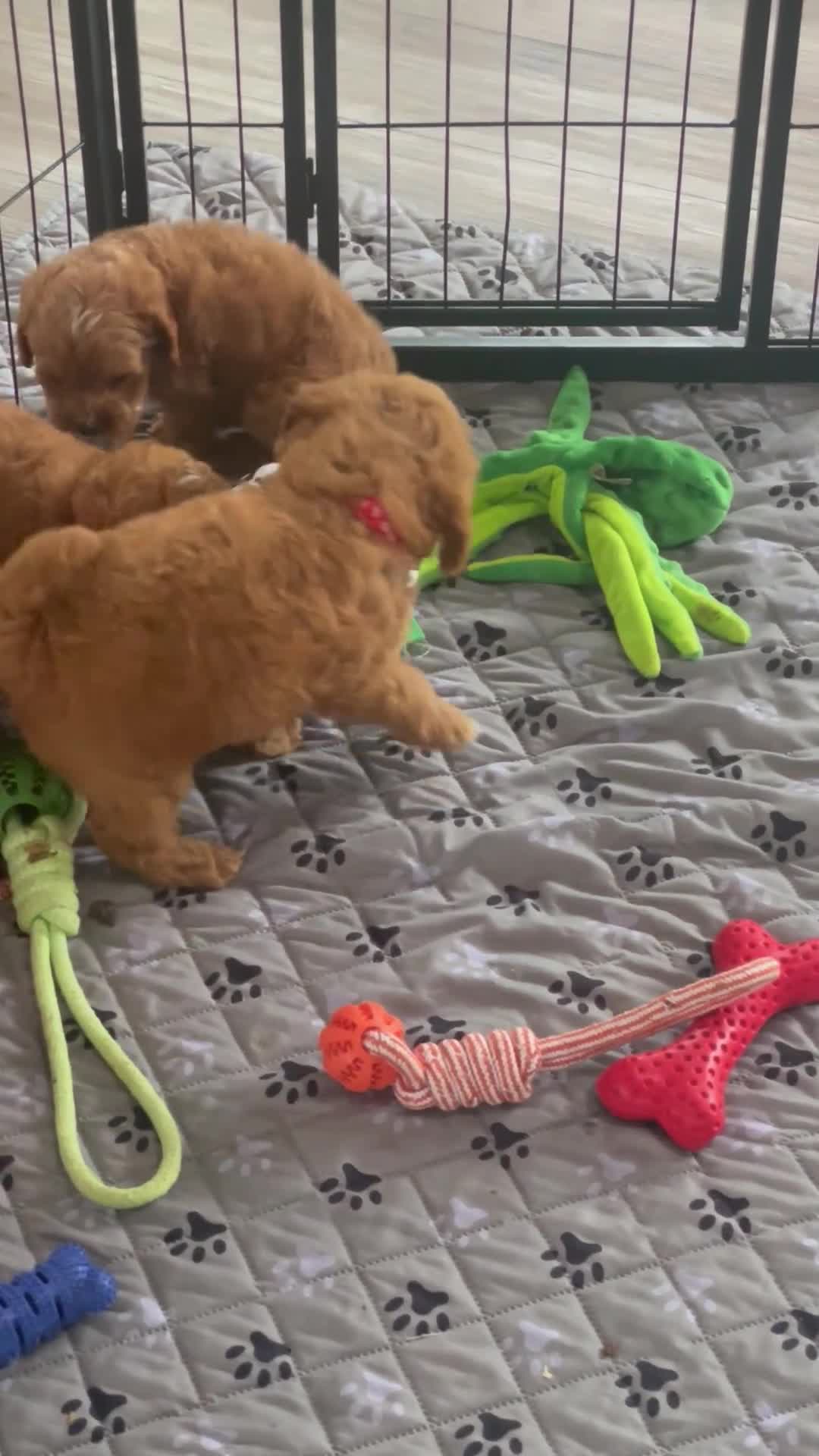 Mini Goldendoodle dogs for sale: Ms. Lacey - Video 1