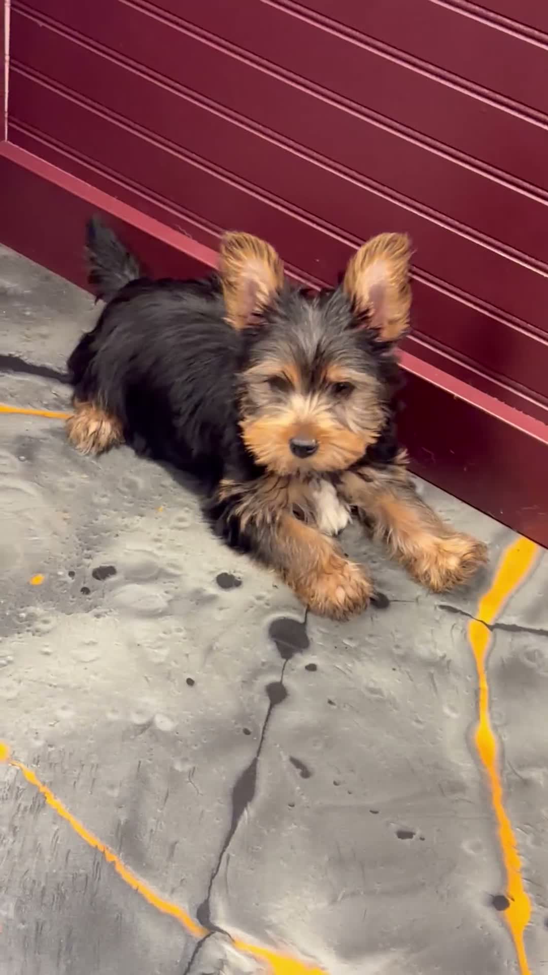 Yorkshire Terrier dogs for sale: Yorkshire Terrier 1 - Video 1