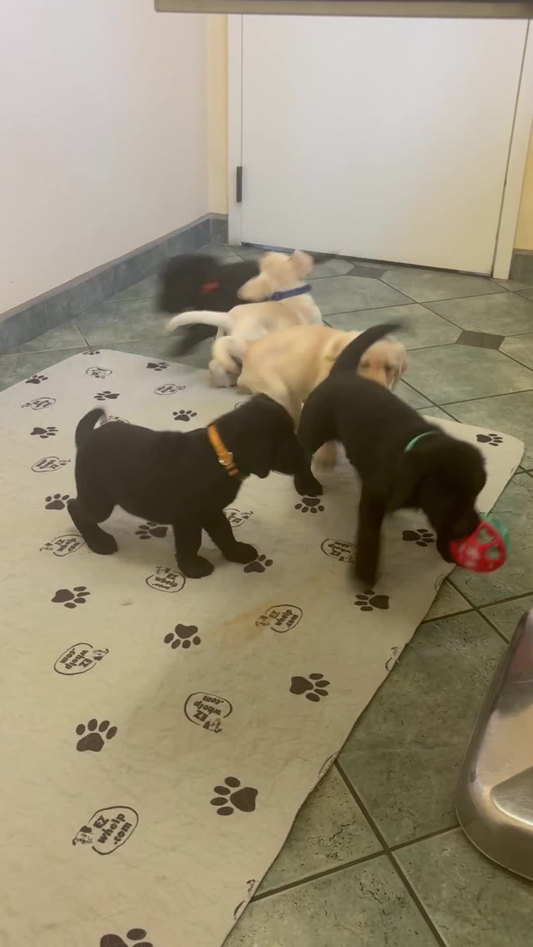 Labrador Retriever dogs for sale: Blue boy  - Video 2