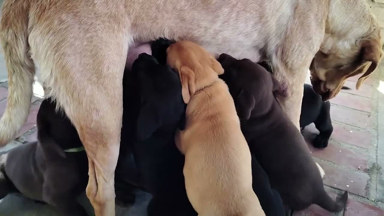 Labrador Retriever dogs for sale: Stella - Video 2
