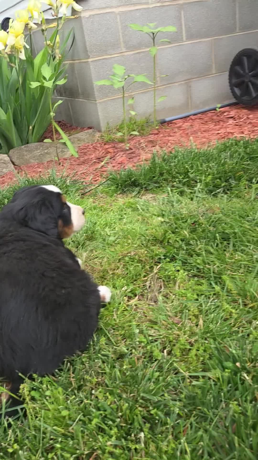 Bernese Mountain Dog dogs for sale: Bernese Mountain BLUE EYE - Video 1