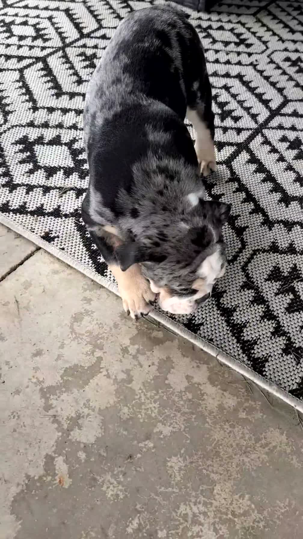 English Bulldog dogs for sale: Zane - Video 2
