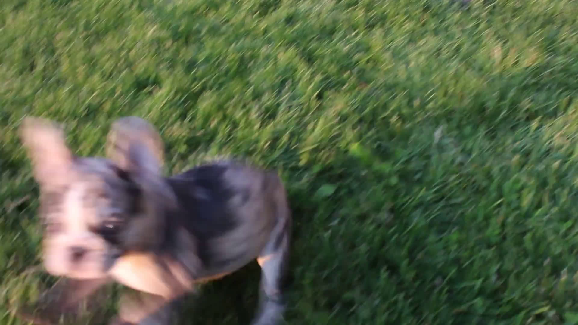 French Bulldog dogs for sale: Hazel - Video 6