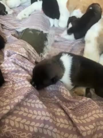 Akita dogs for sale: Akita 2 - Video 1