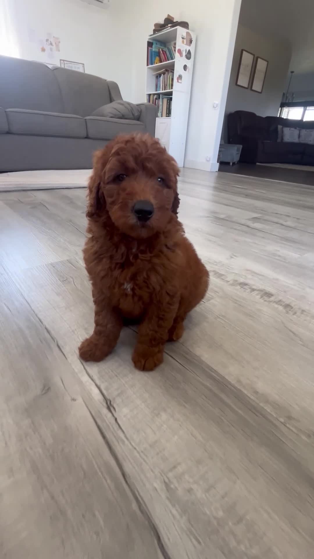 Mini Goldendoodle dogs for sale: Ava - Video 1