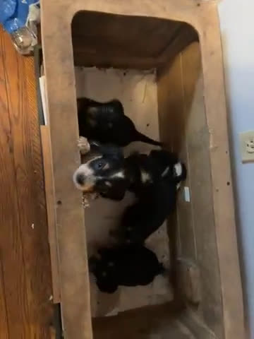 Dachshund dogs for sale: Lilly - Video 4