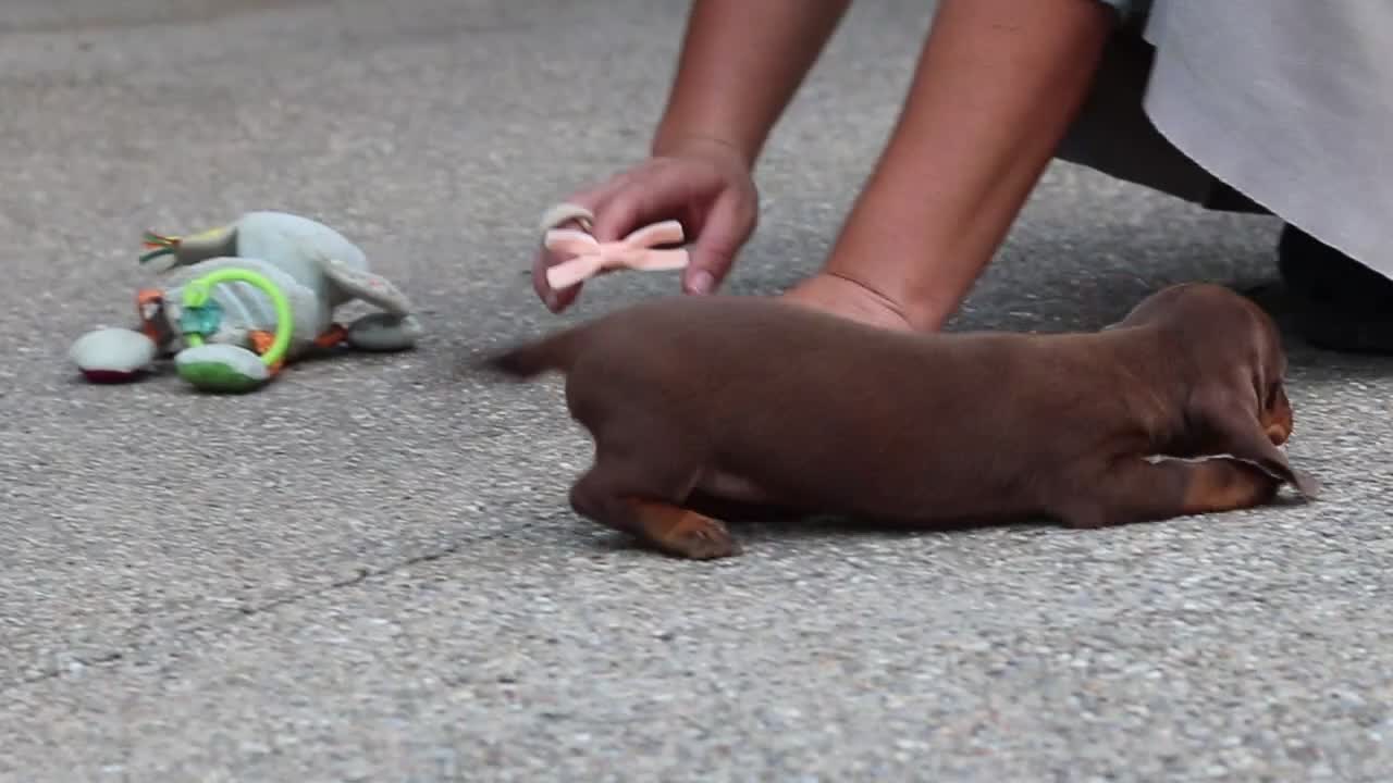 Miniature Dachshund dogs for sale: Ana - Video 1