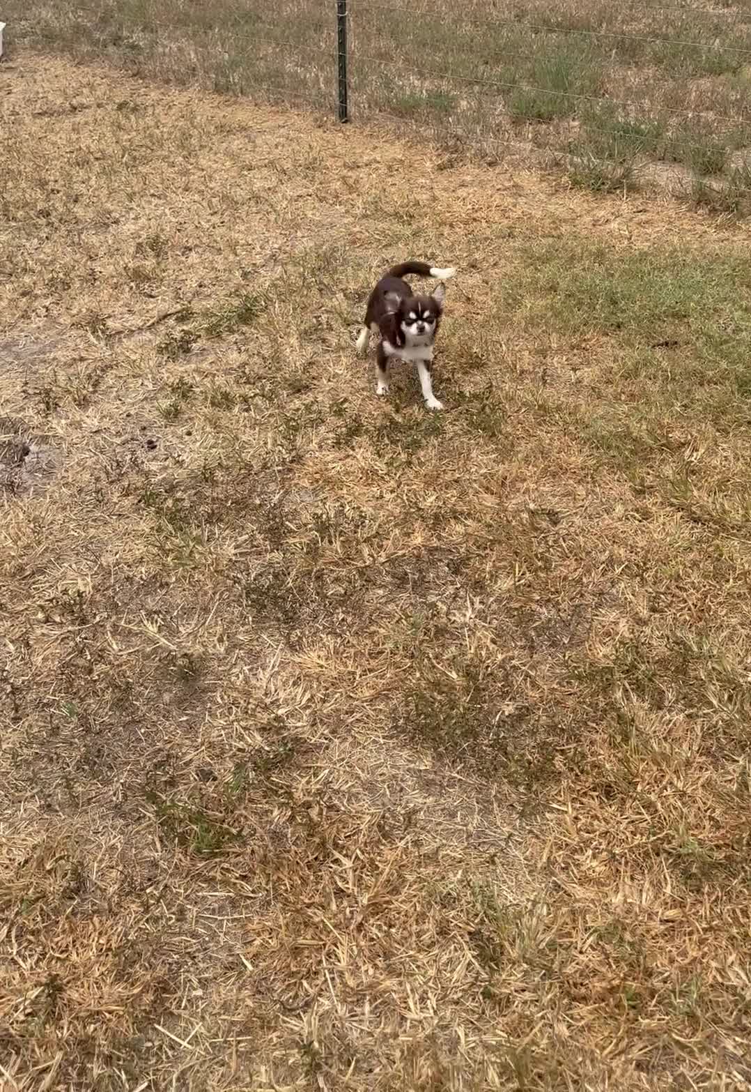Chihuahua dogs for sale: Husky  - Video 1