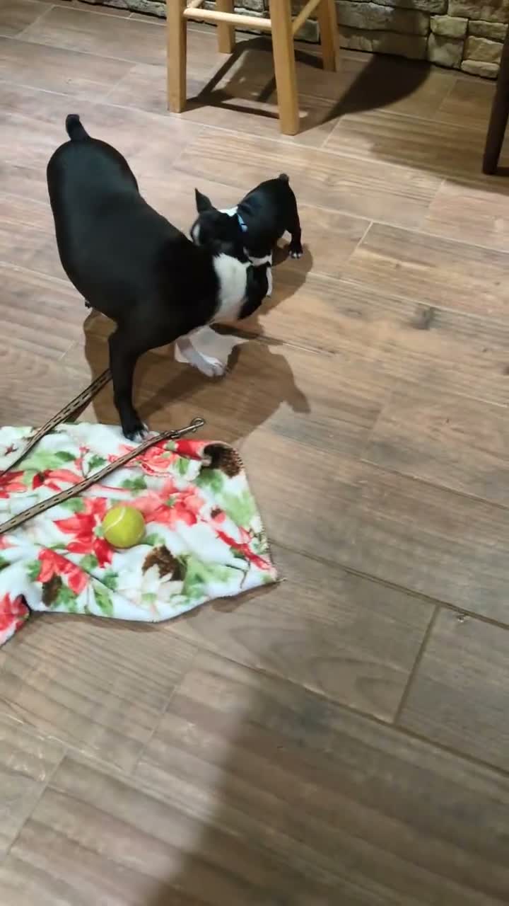 Boston Terrier dogs for sale: Maeve - Video 1