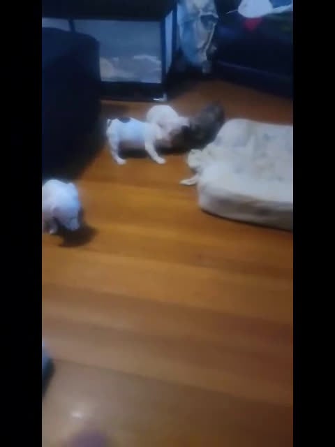 French Bulldog dogs for sale: French Bulldog Puppy 1 - Video 1