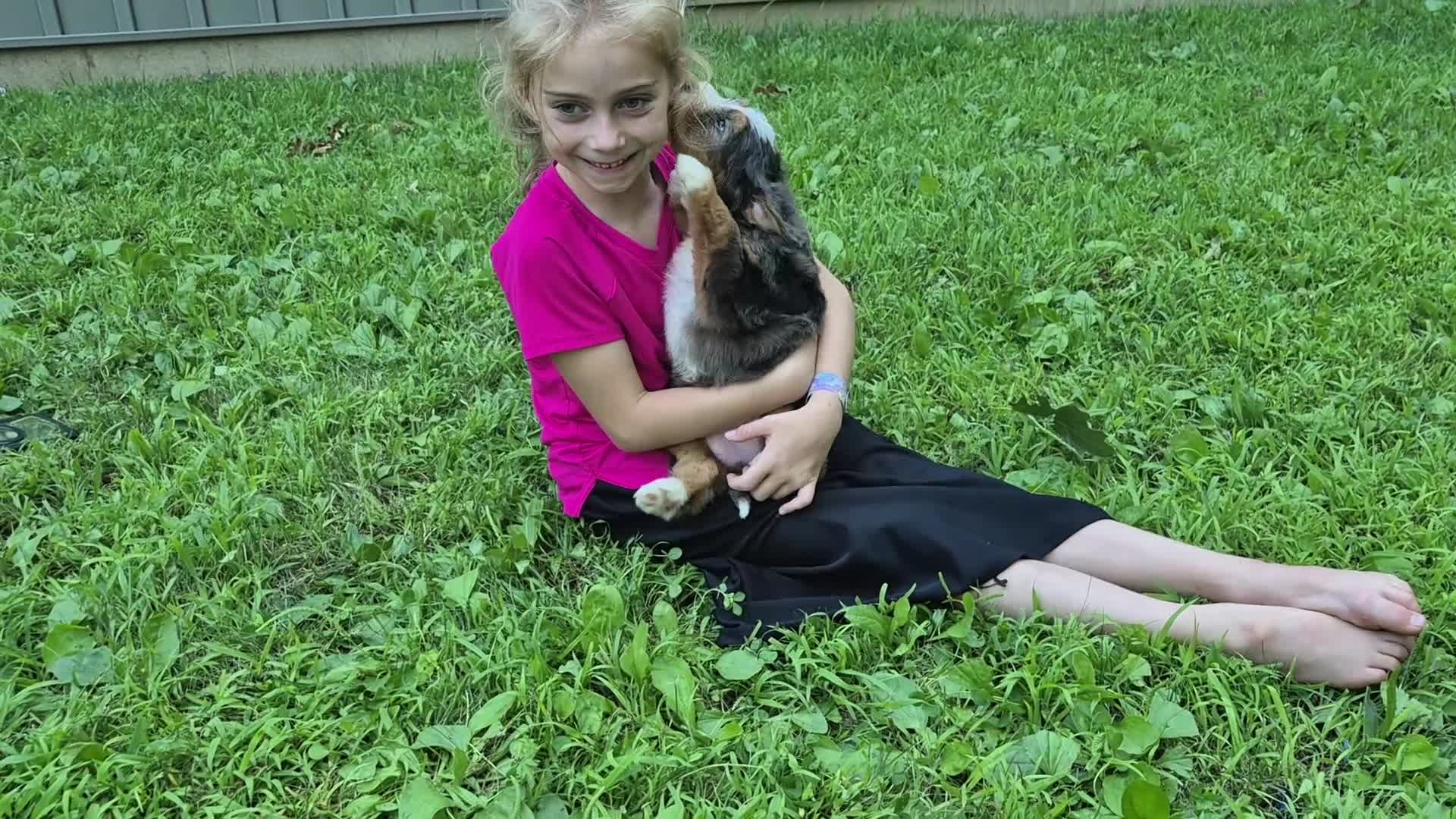Bernedoodle dogs for sale: Millie - Video 1