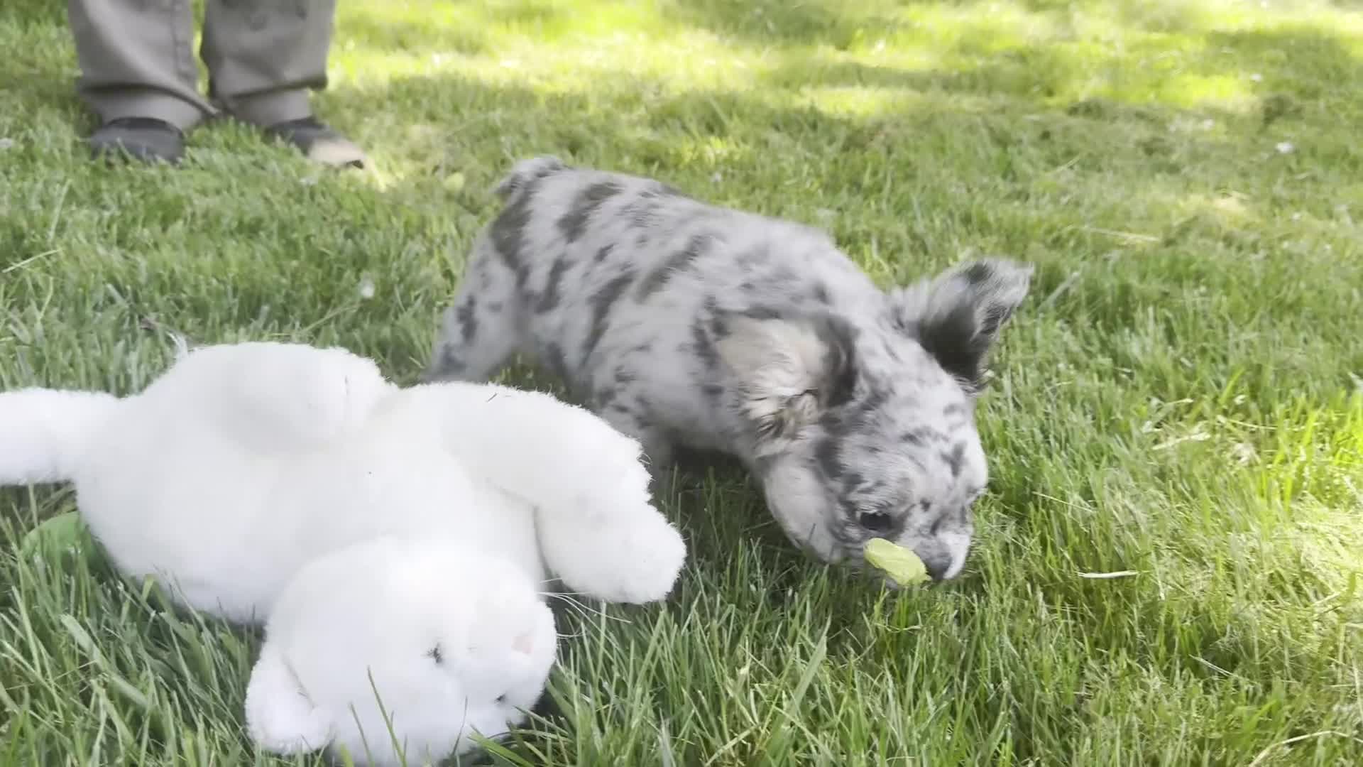 French Bulldog dogs for sale: Faron - Video 1