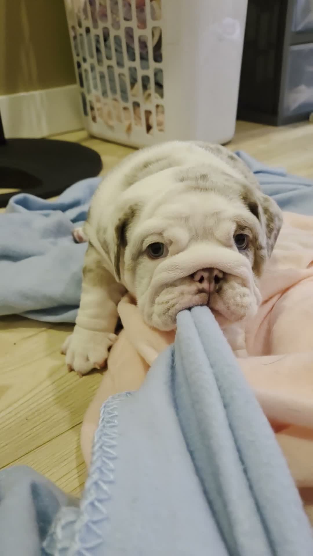 English Bulldog dogs for sale: English Bulldog 1 - Video 2