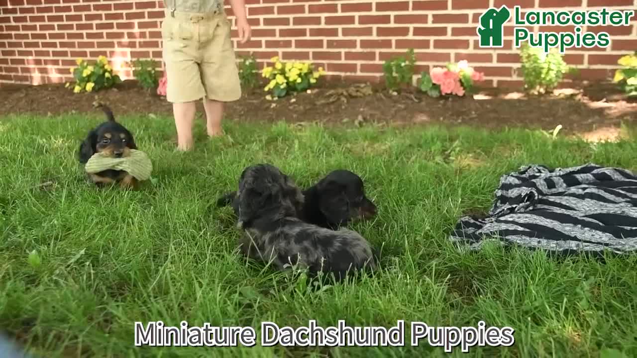 Miniature Dachshund dogs for sale: Flint  - Video 1