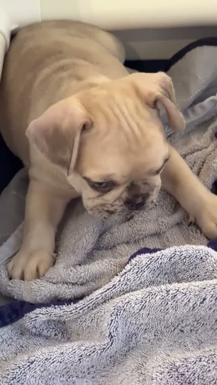 French Bulldog dogs for sale: Henry - Video 1