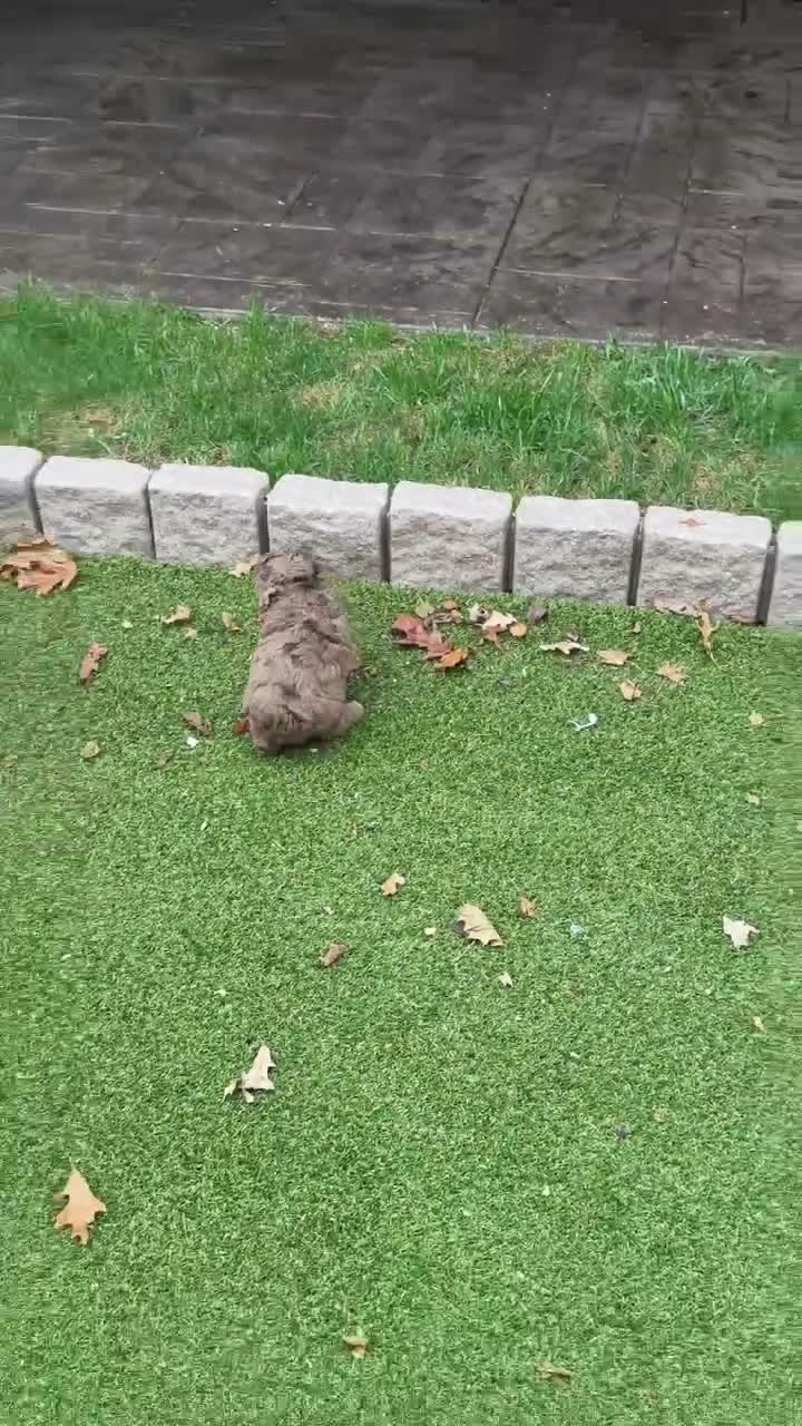 Aussiedoodle dogs for sale: Romeo - Video 1