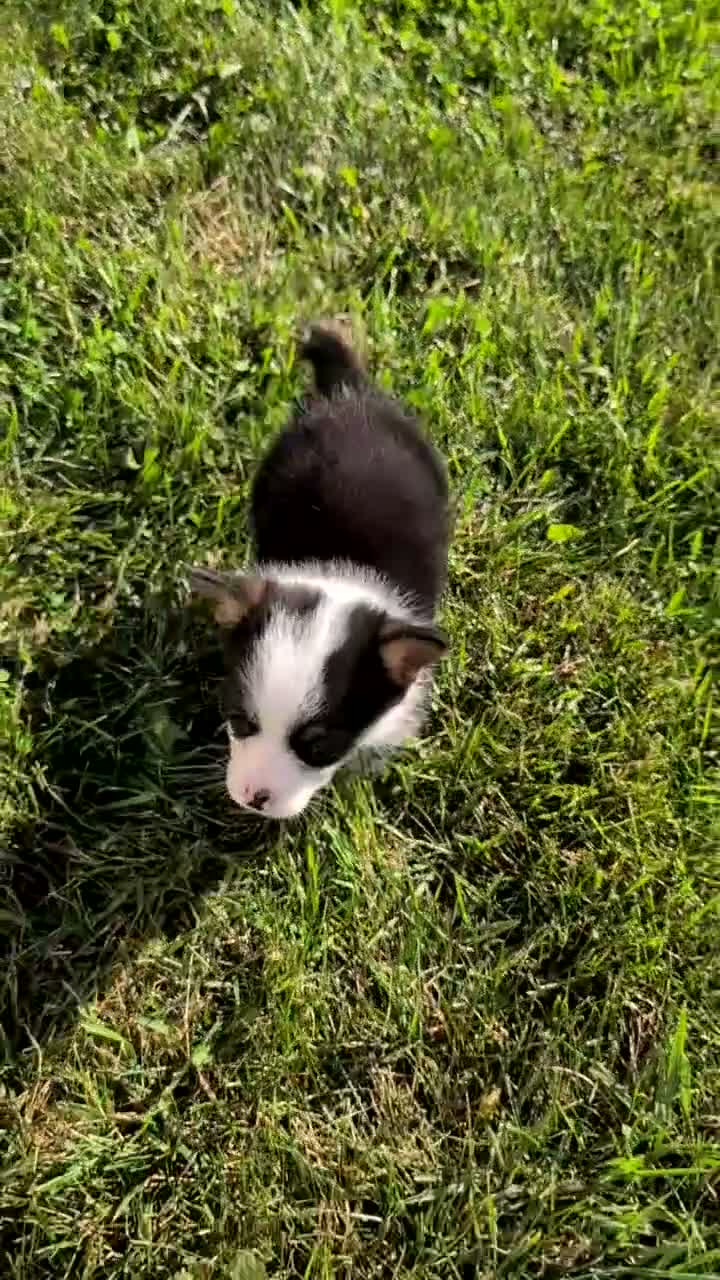 Welsh Corgi Pembroke dogs for sale: Willow - Video 3