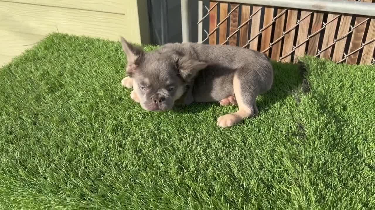 French Bulldog dogs for sale: Rocky🩶Rare Lilac Tan Fluffy in LA, CA-USA DELIVERY & FINANCING OPTIONS AVAILABLE! - Video 10