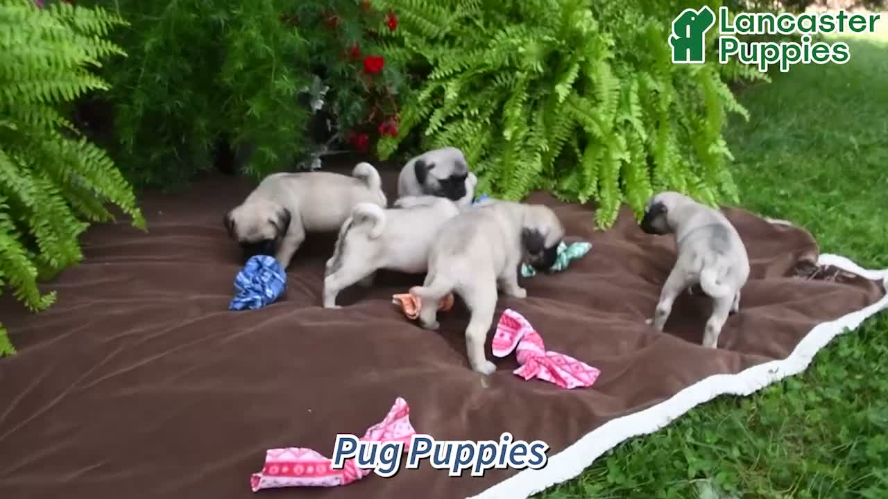 Pug dogs for sale: Tango - Video 1